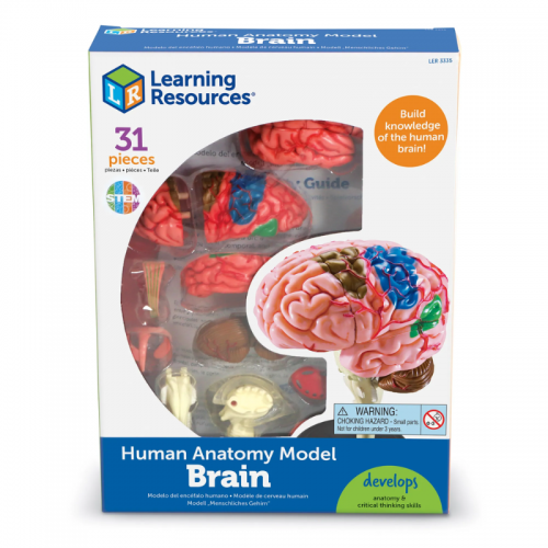 Anatomy Model - Brain