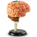 Anatomy Model - Brain