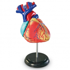 Anatomy Model - Heart