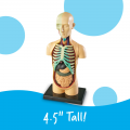 Anatomy Model - Human Body