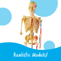 Anatomy Models Bundle
