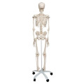 Human Anatomy Life-Size skeleton Model