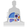 Giant Magnetic Animal Cell