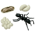 Life Cycle Model of Worker Ant