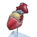 Life Size Anatomical Heart Model