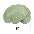 Soft Foam Cross-Section Human Brain Model