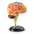 Anatomy Model - Brain