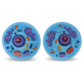 Soft Foam Cross-Section Animal Cell Model