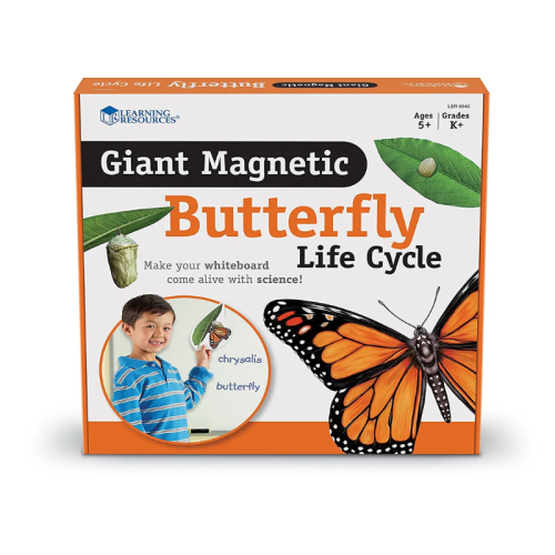 Giant Magnetic Butterfly Life Cycle