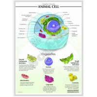 3-D Relief Mode of Cells