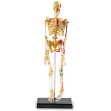 Anatomy Model - Skeleton