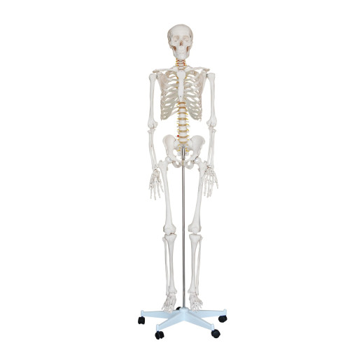 Human Anatomy Life-Size skeleton Model