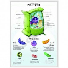 3-D Relief Mode of Cells, Plant Cell