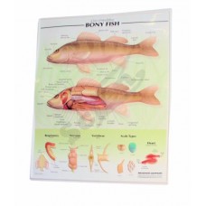3-D Relief Poster, Fish