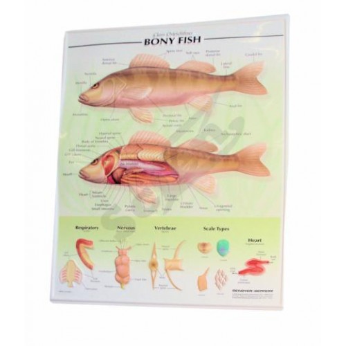 3-D Relief Poster, Fish
