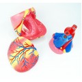 Model of Human Heart, 4 parts