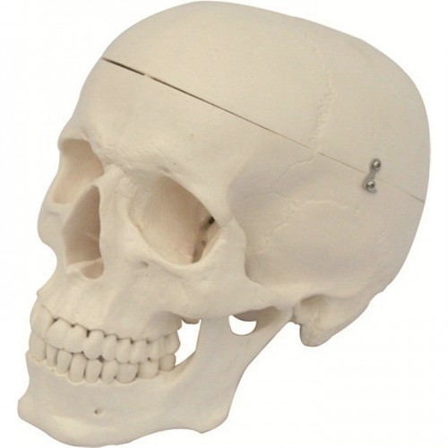 Model of Adult Human Skull